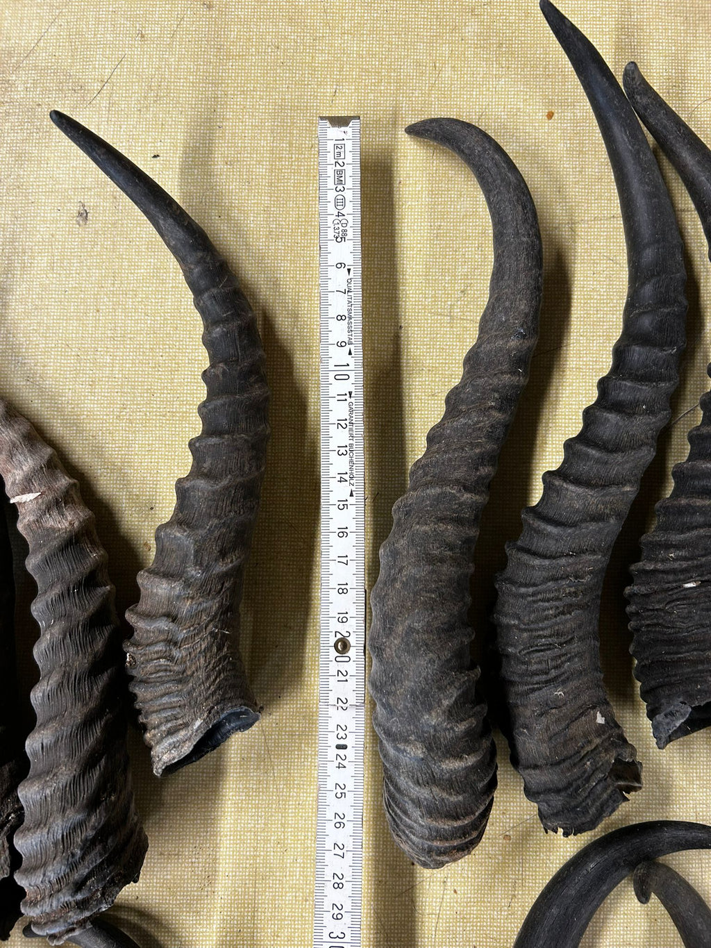Springbock Horn 1 Stück