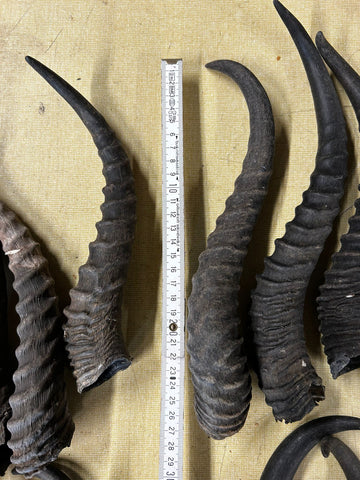 Springbock Horn 1 Stück