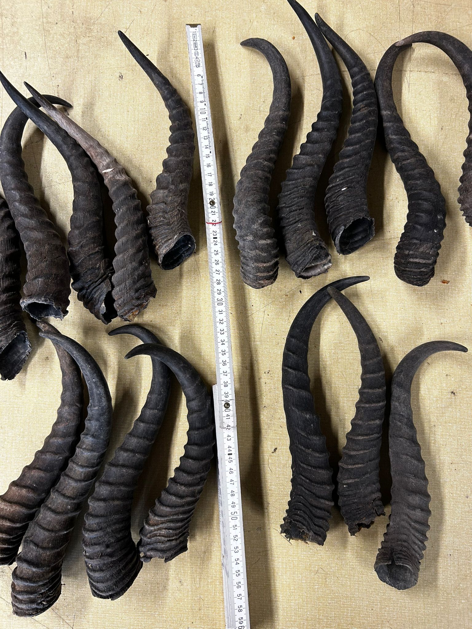 Springbock Horn 1 Stück