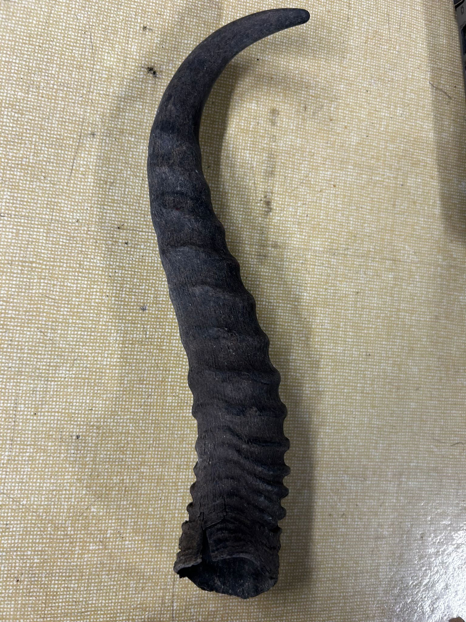 Springbock Horn 1 Stück