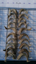 Widderhörner