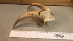 Ziegenbock Schädelknochen
