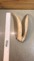 Ziegenbock Schädelknochen