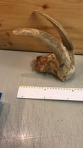 Ziegenbock Schädelknochen