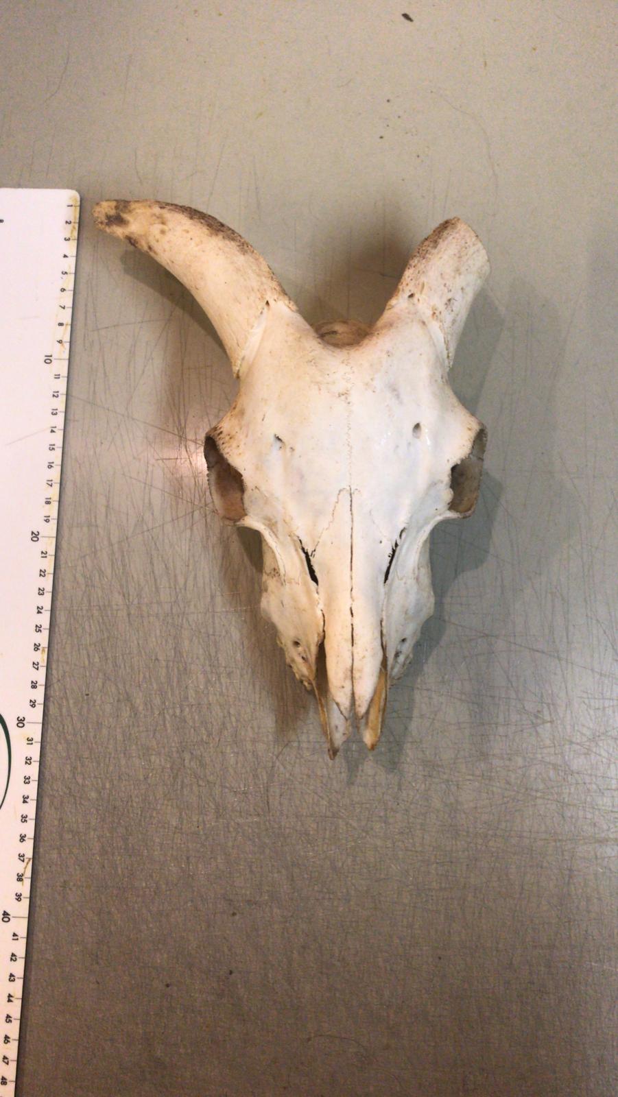 Ziegenbock Schädelknochen
