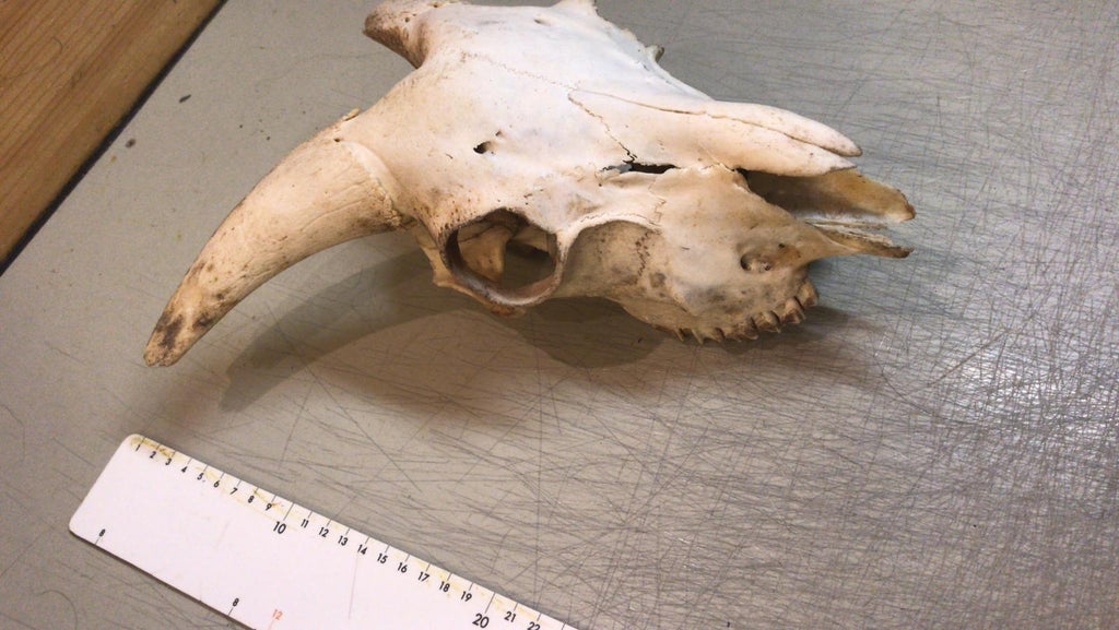 Ziegenbock Schädelknochen