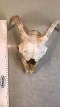 Ziegenbock Schädelknochen