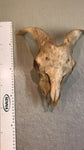 Ziegenbock Schädelknochen