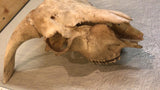 Ziegenbock Schädelknochen