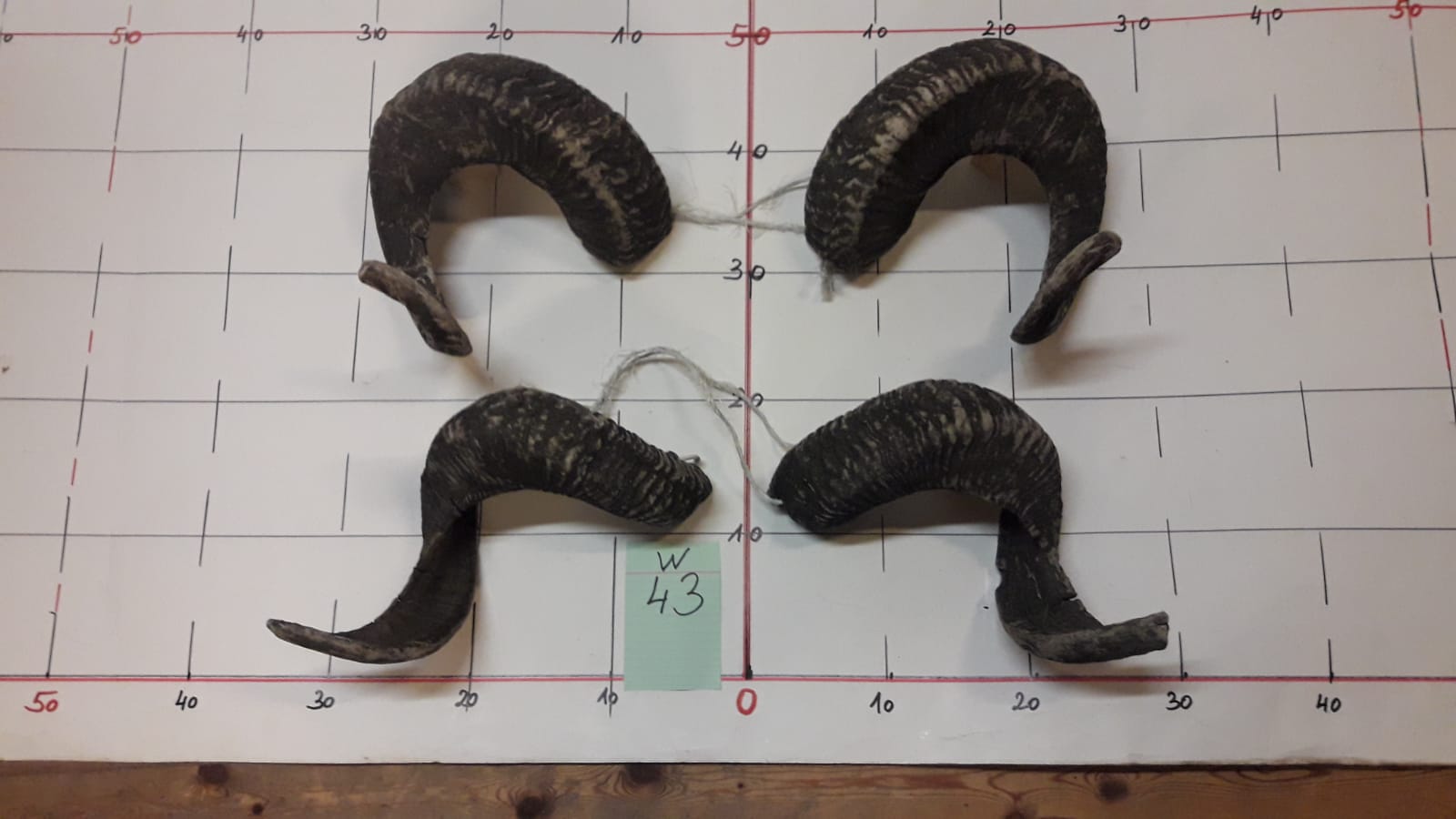 2er Set Widderhörner Brandecker