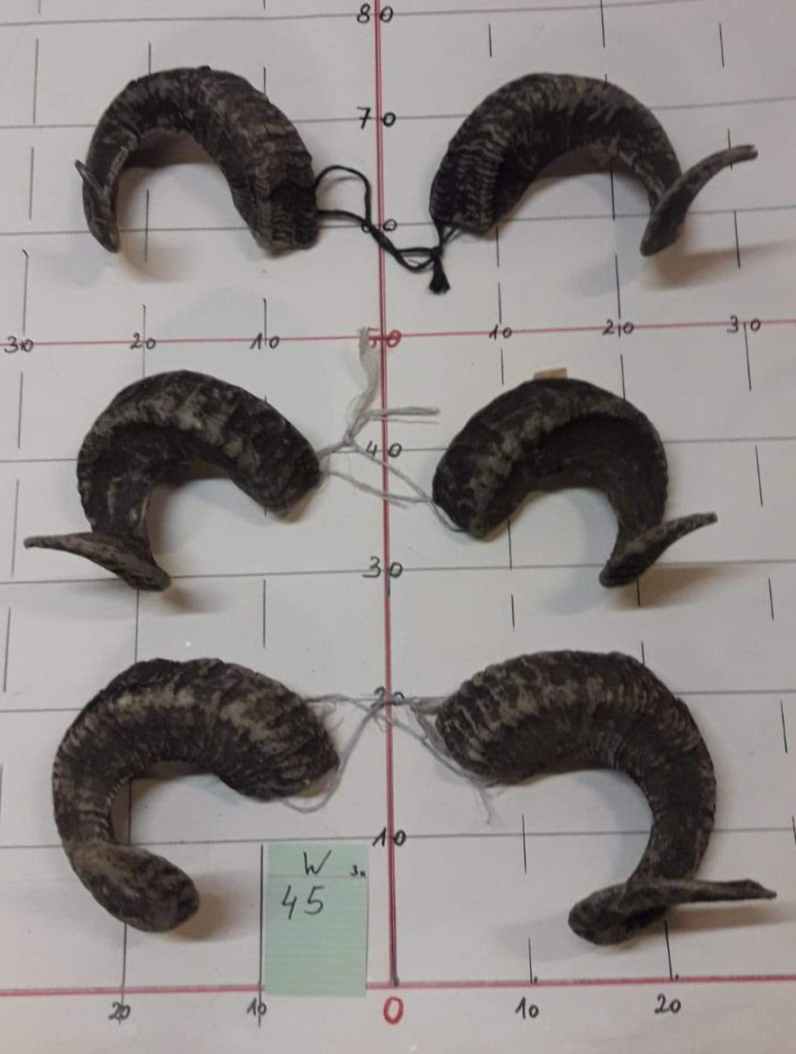 Widderhörner Set Brandecker