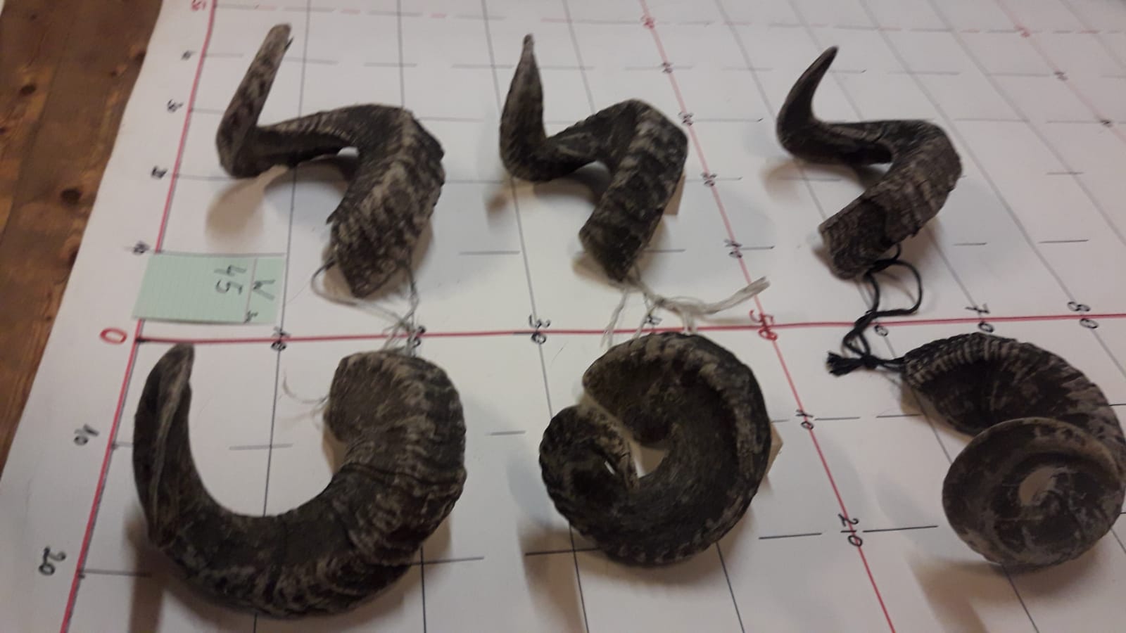 Widderhörner Set Brandecker