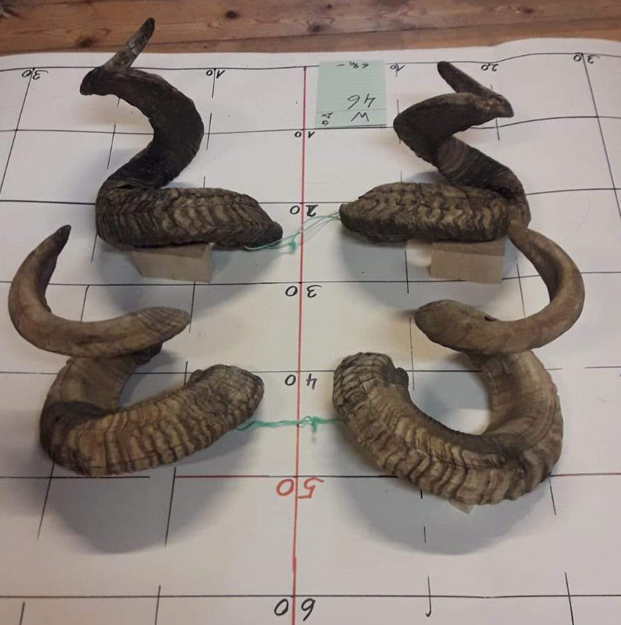 2er Set Widderhörner Brandecker