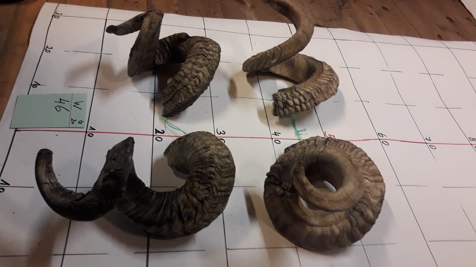 2er Set Widderhörner