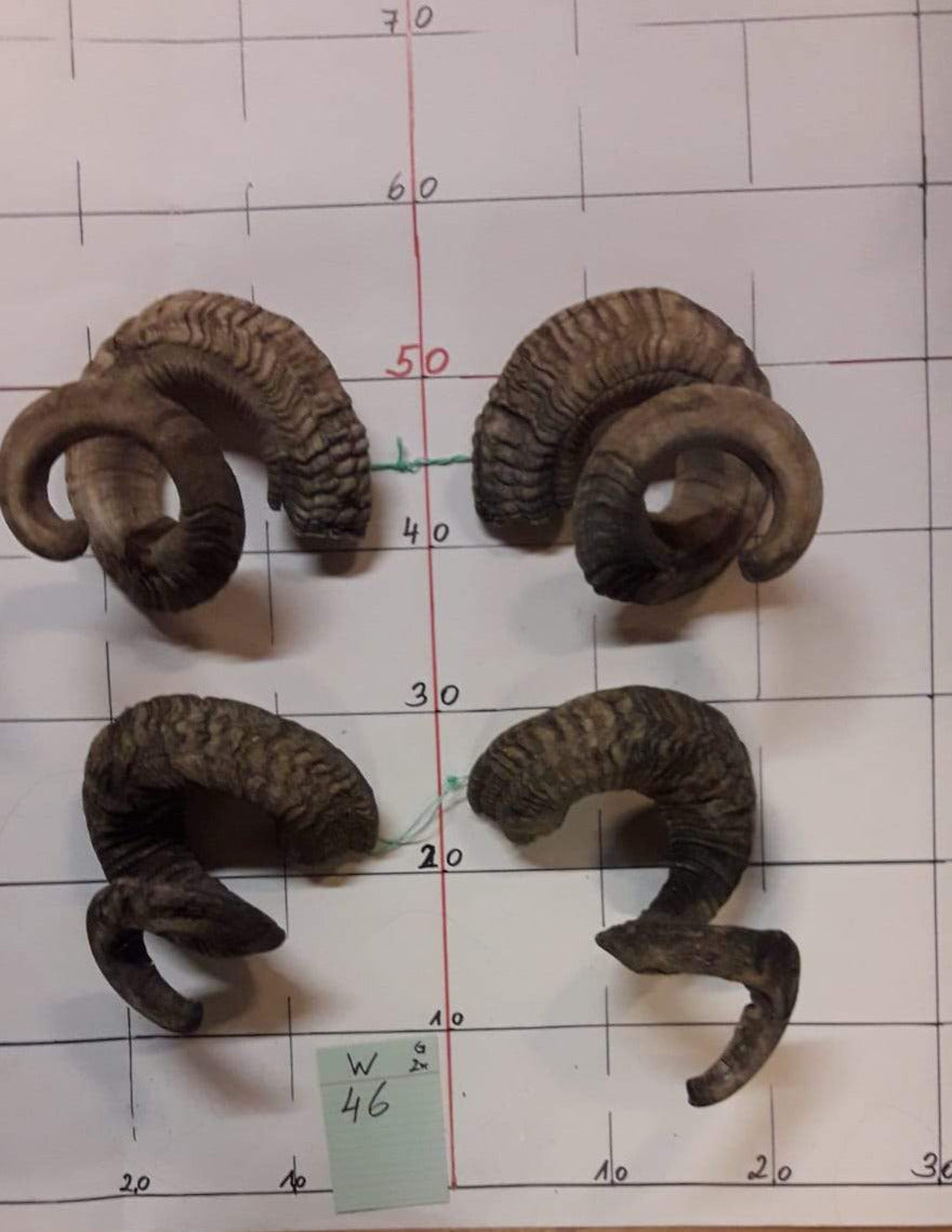 2er Set Widderhörner