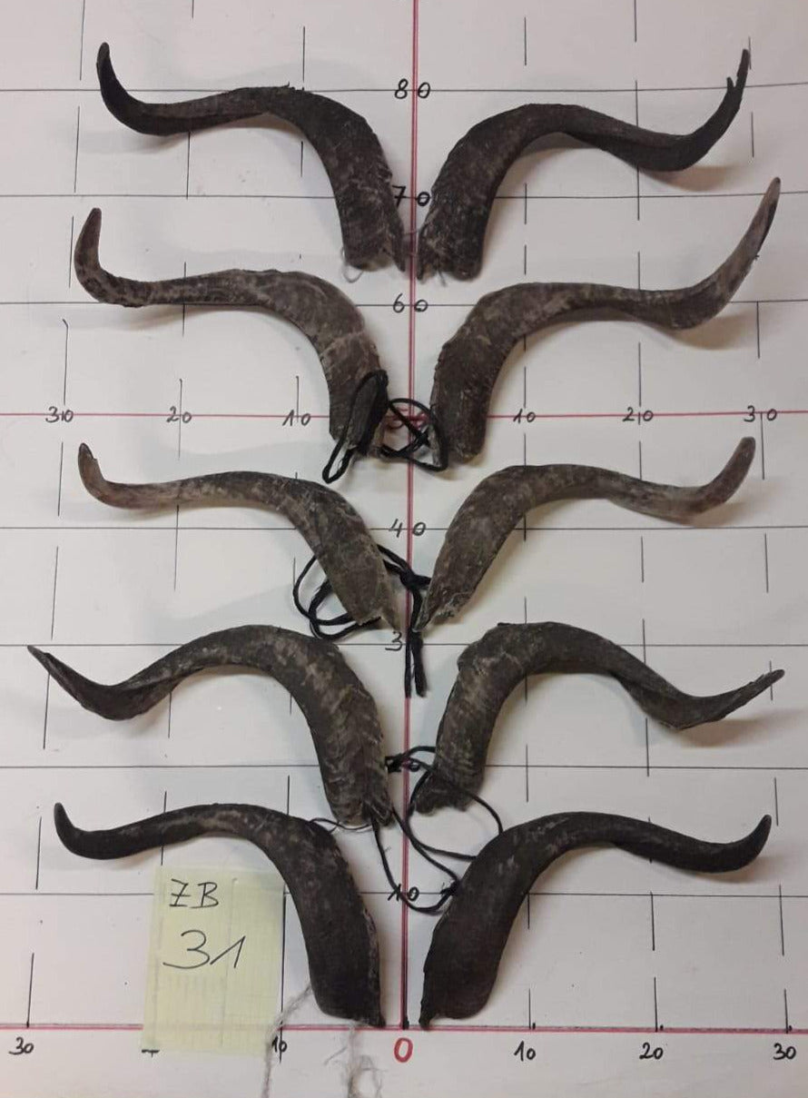 5er Set Goaßbockhörner